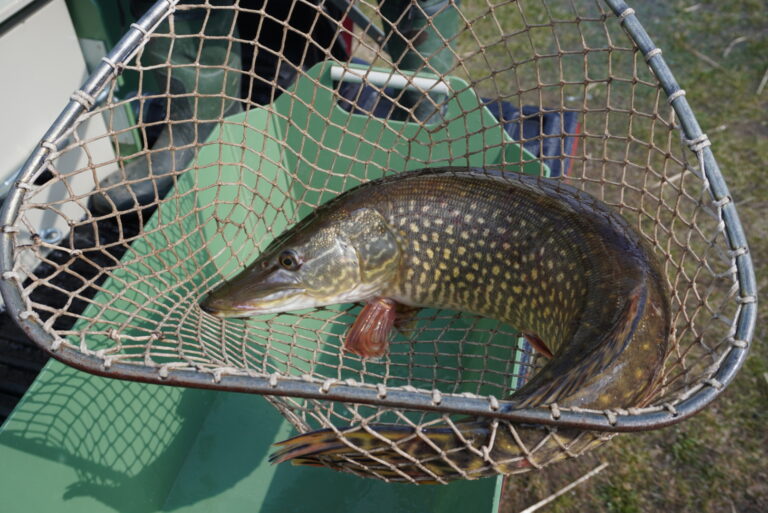 ŠŤUKA DO ŠTRKOVÍSK V. ŠARIŠ